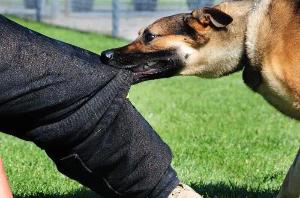 Юридические услуги во Владивостоке Взыскание ущерба при укусе собаки.jpg